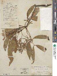 Fraxinus chinensis image