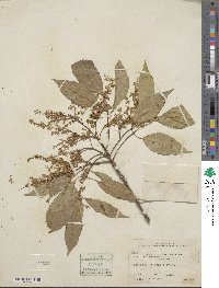 Fraxinus chinensis image