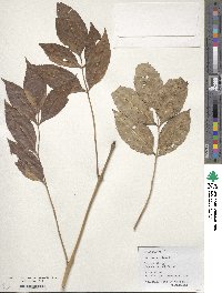 Fraxinus excelsior image