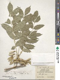 Fraxinus excelsior image