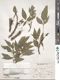 Fraxinus excelsior image