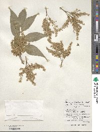 Image of Fraxinus floribunda