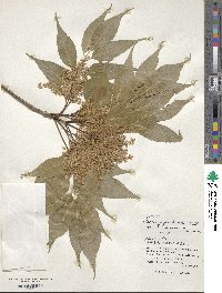 Fraxinus floribunda image