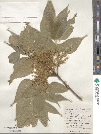 Fraxinus floribunda image