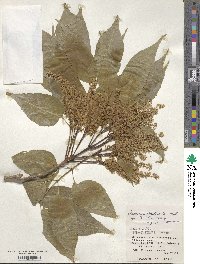 Fraxinus floribunda image