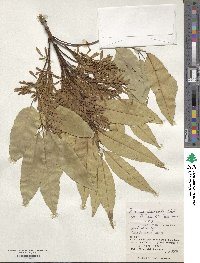 Fraxinus floribunda image