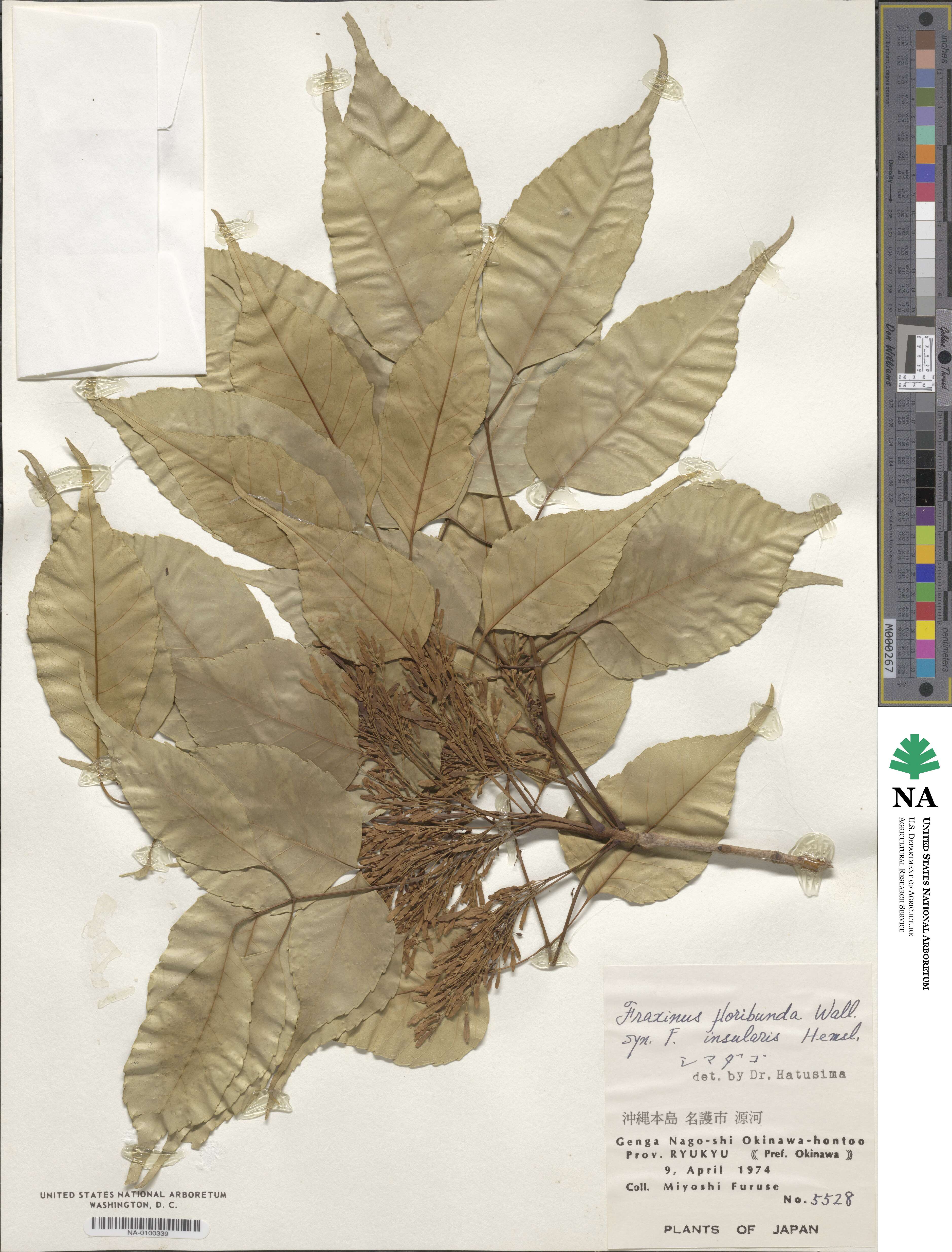 Fraxinus floribunda image