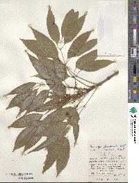 Fraxinus floribunda image