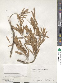 Fraxinus floribunda image