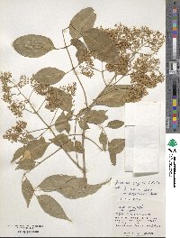 Fraxinus griffithii image