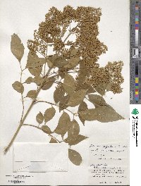 Fraxinus griffithii image