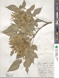 Fraxinus griffithii image