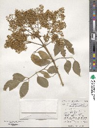 Fraxinus griffithii image