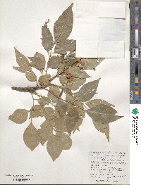 Fraxinus griffithii image