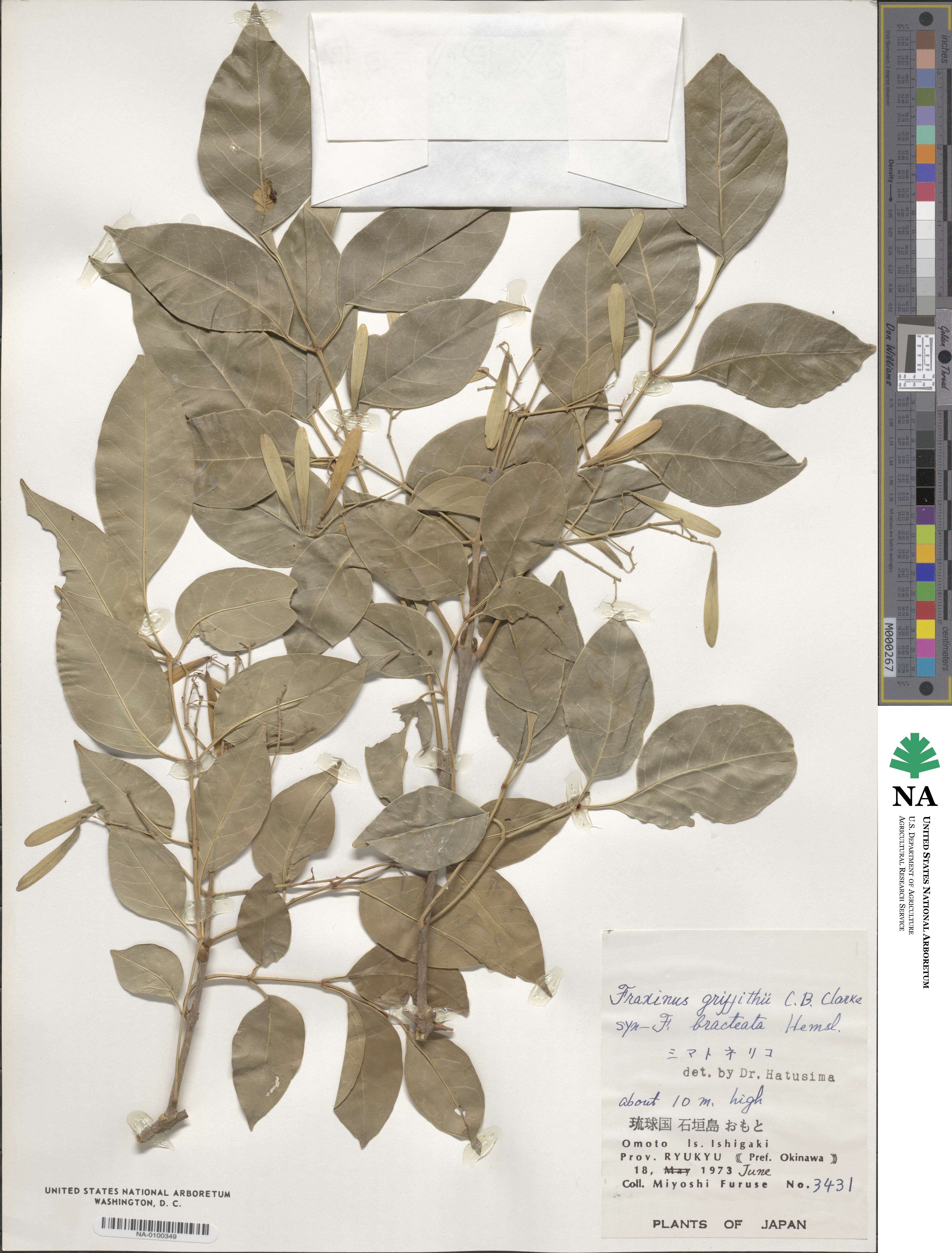 Fraxinus griffithii image