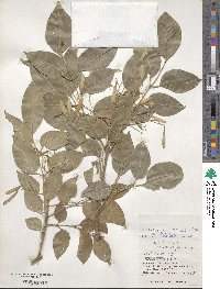 Fraxinus griffithii image