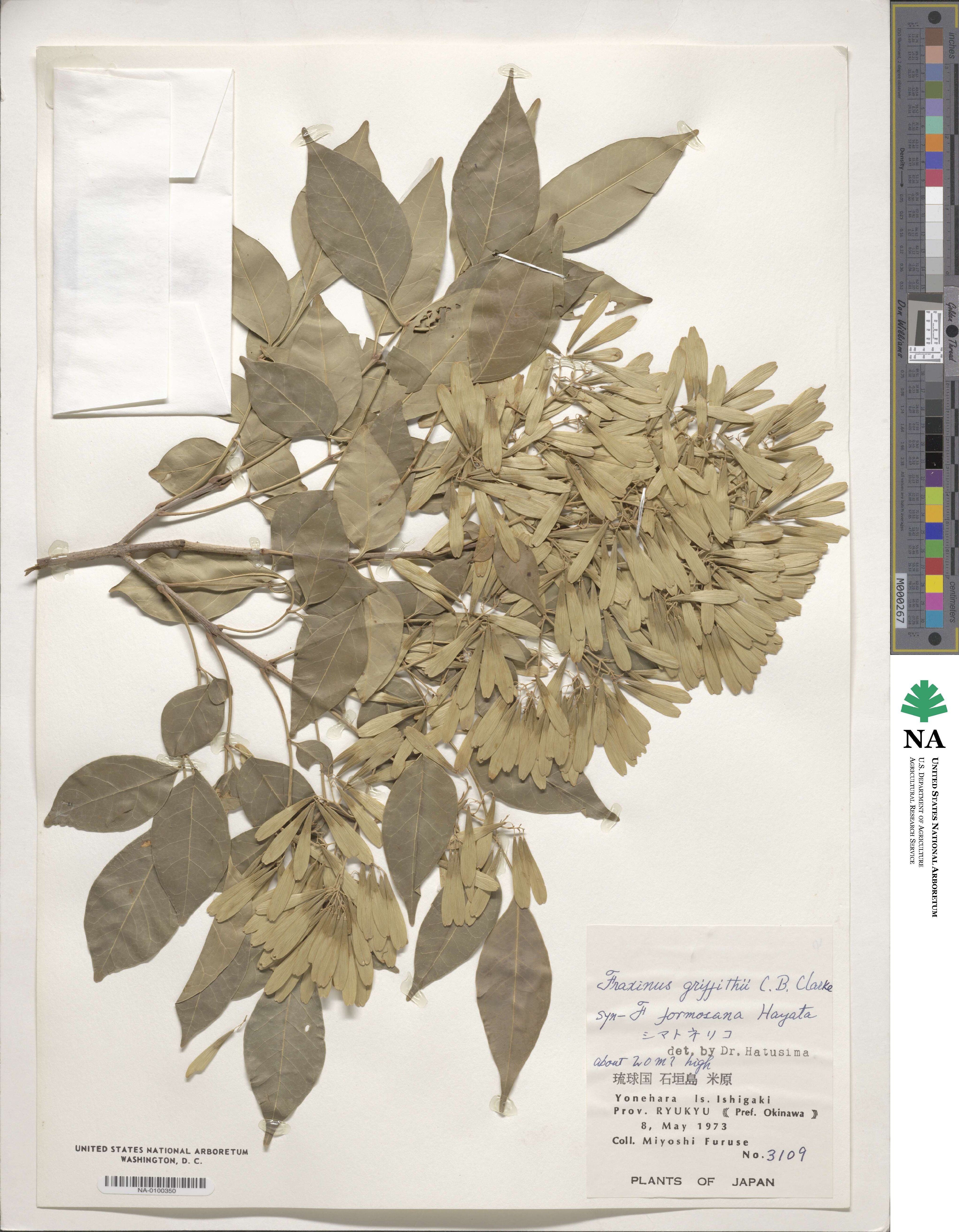 Fraxinus griffithii image