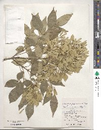 Fraxinus griffithii image