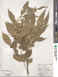 Fraxinus griffithii image