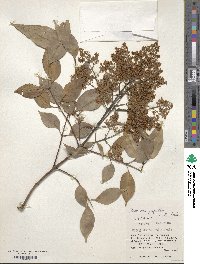 Fraxinus griffithii image