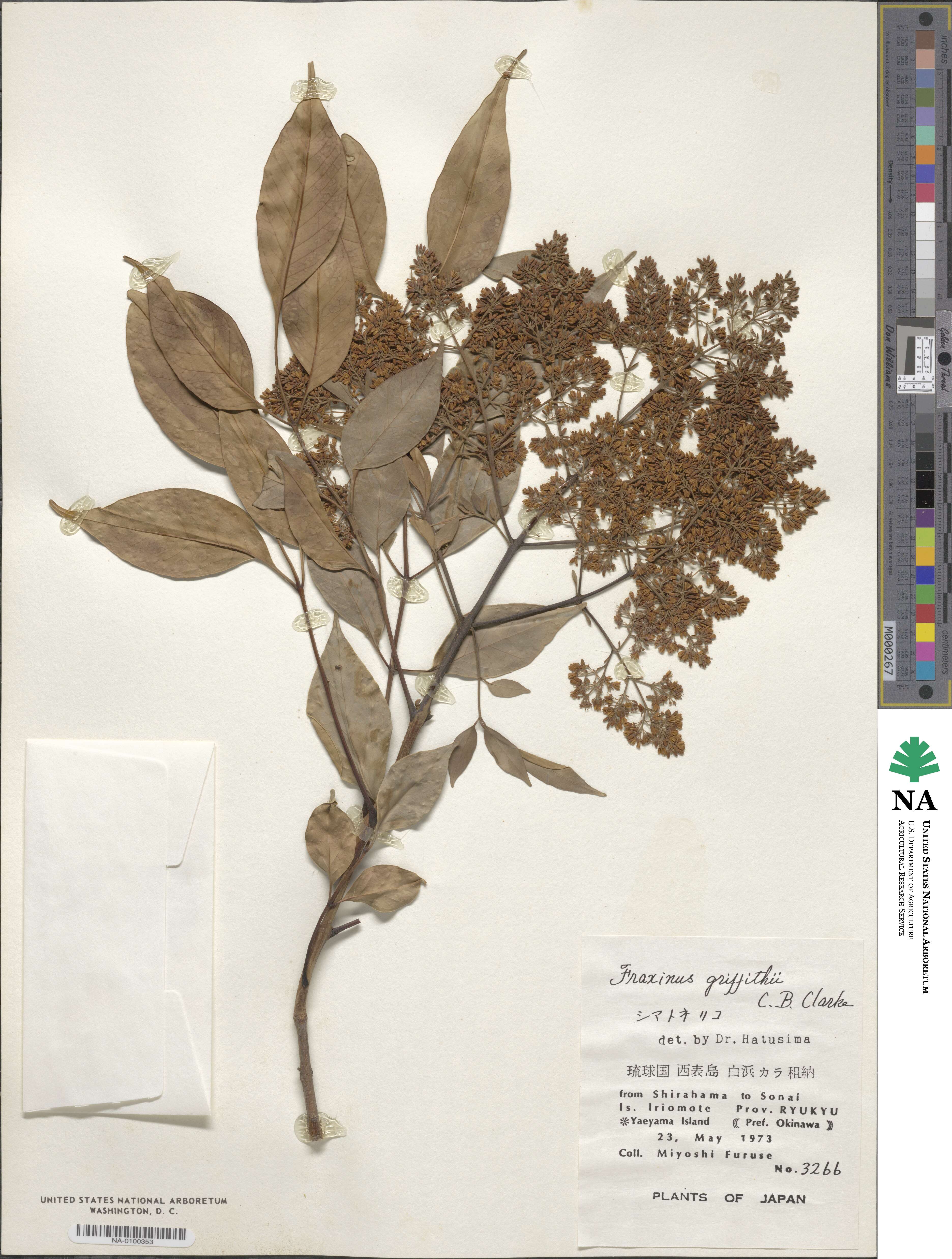 Fraxinus griffithii image