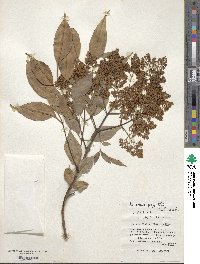 Fraxinus griffithii image