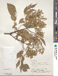 Fraxinus griffithii image