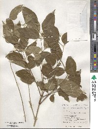 Fraxinus griffithii image