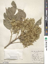 Fraxinus griffithii image