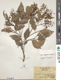 Fraxinus griffithii image