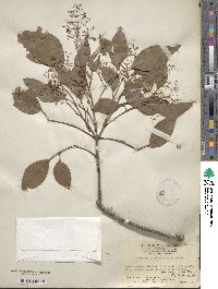 Fraxinus griffithii image