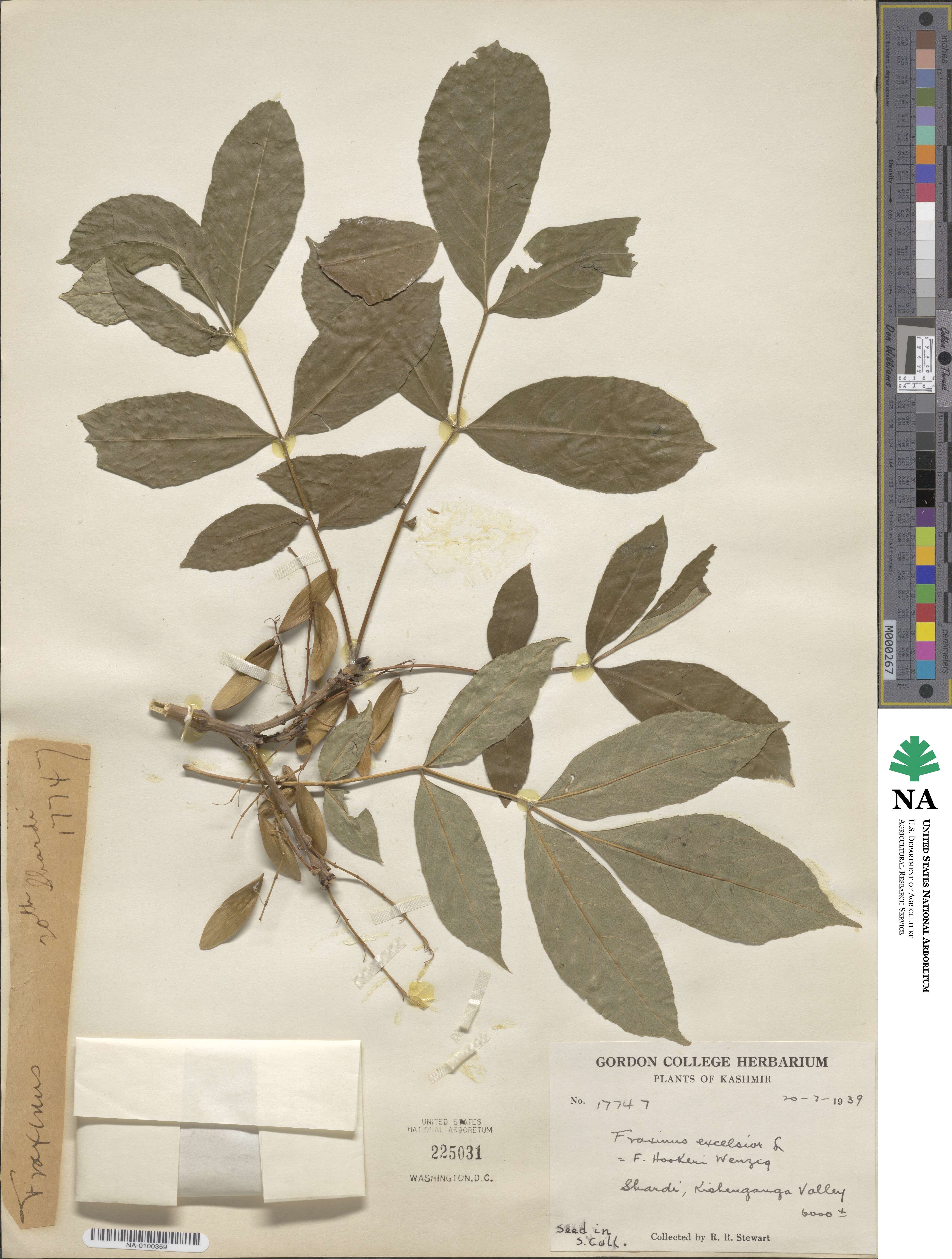 Fraxinus hookeri image