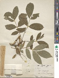 Image of Fraxinus hookeri