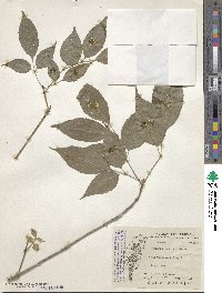 Fraxinus insularis image