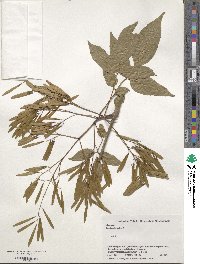 Fraxinus japonica image