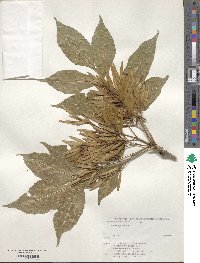 Fraxinus japonica image