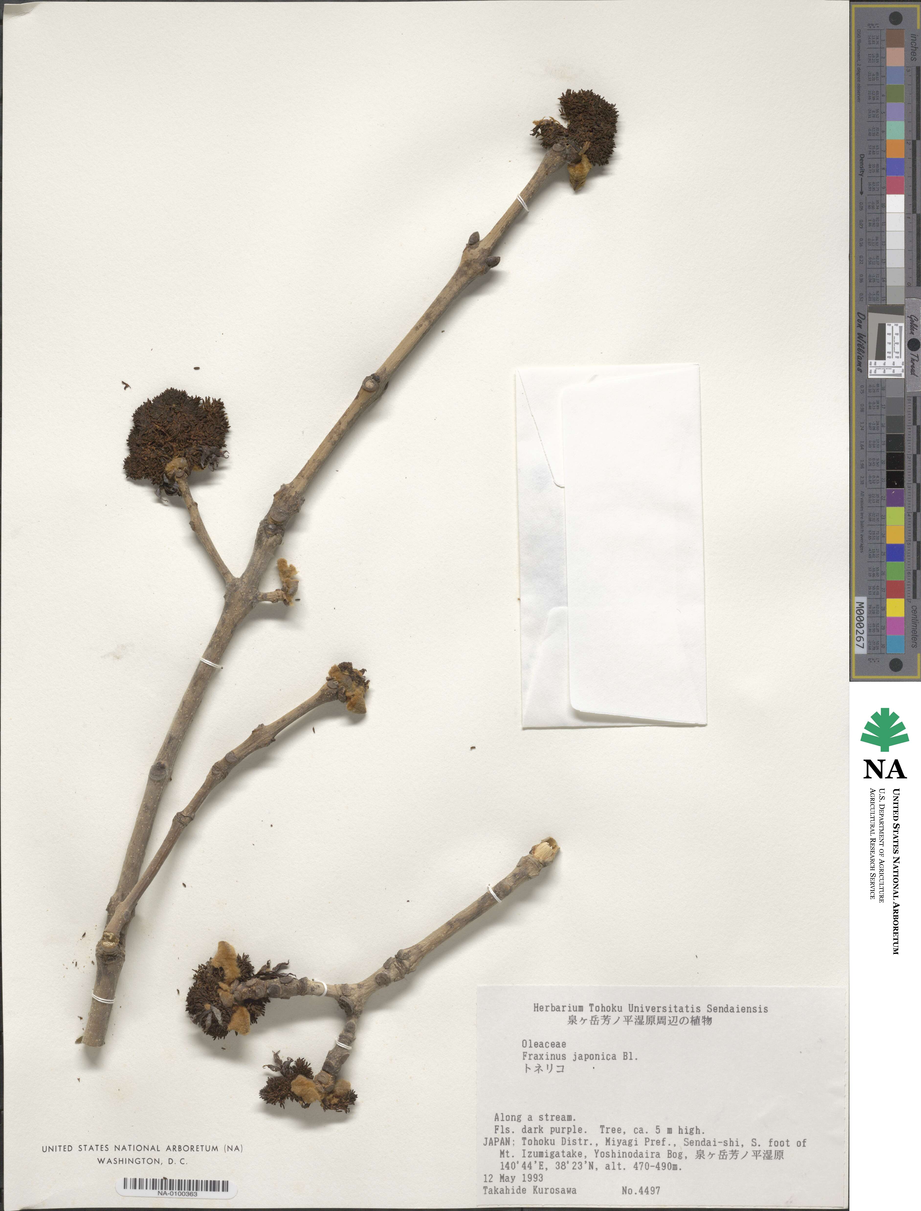 Fraxinus japonica image