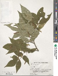 Fraxinus lanuginosa image