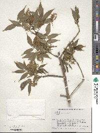 Fraxinus lanuginosa image