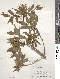 Fraxinus lanuginosa image