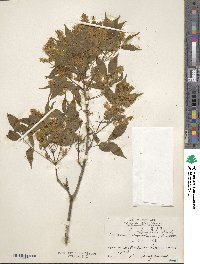 Fraxinus lanuginosa image