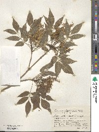 Fraxinus lanuginosa image