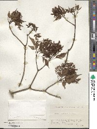 Fraxinus lanuginosa image