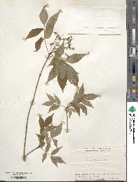 Fraxinus lanuginosa image