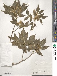 Fraxinus lanuginosa image