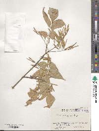 Fraxinus lanuginosa image