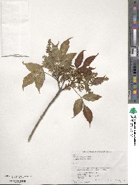 Fraxinus lanuginosa image