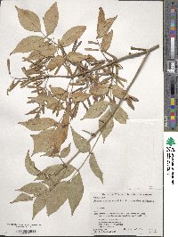 Fraxinus lanuginosa image