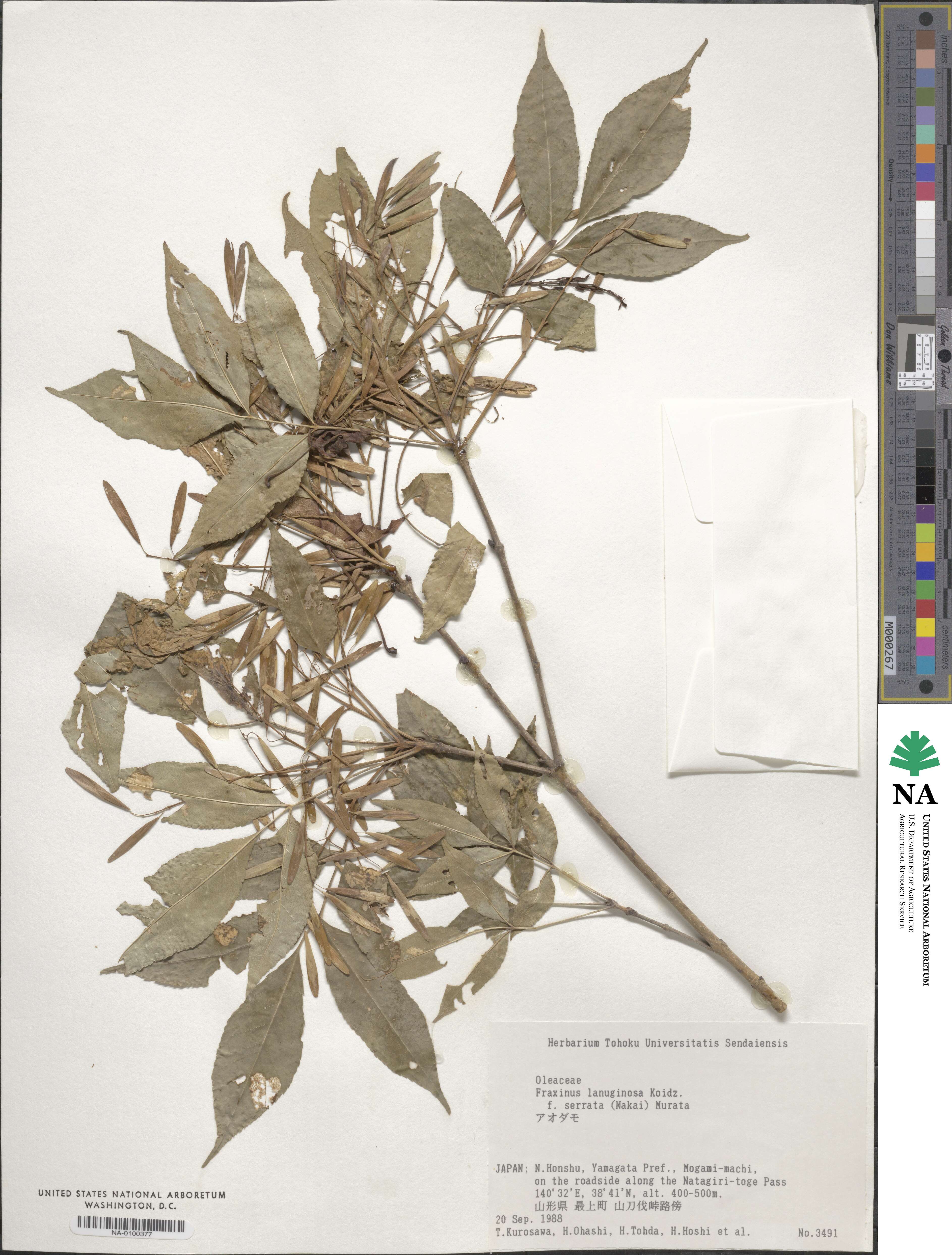 Fraxinus lanuginosa image