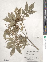 Fraxinus lanuginosa image